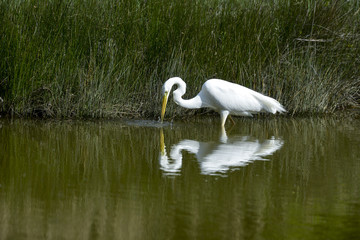 Grande Aigrette,. Ardea alba, Great Egret