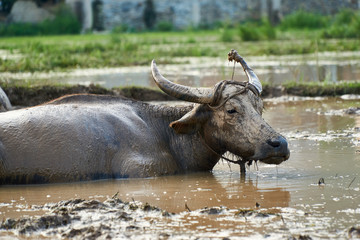 Obraz premium A portrait of a dirty, muddy water buffalo on a rice field in Phong Nha ke bang national Park, Vietnam.