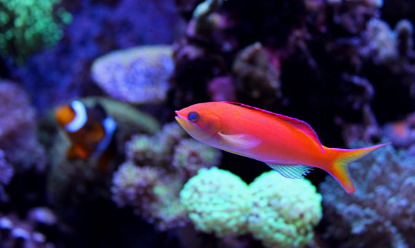Dispar Anthias (Pseudanthias dispar) 