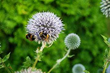 Zierlauch
Blüten eines Zierlauchs vor grüner Hecke.
