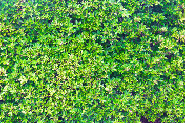 Abstract background with green Bush and vintage color fade out effect
