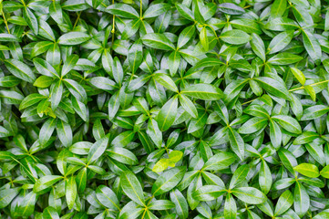 Fototapeta premium Green leaf background