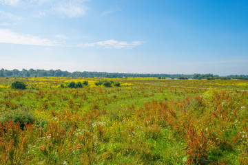 Wild flowers in a field in summer