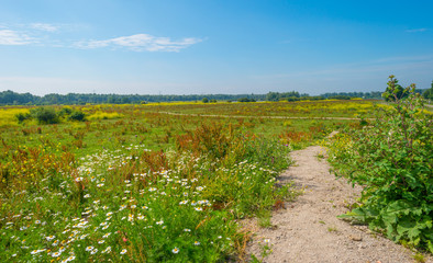 Fototapeta na wymiar Wild flowers in a field in summer
