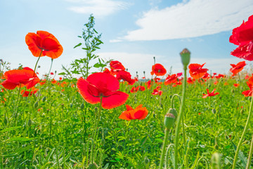 Obraz premium Poppies growing in a field in summer