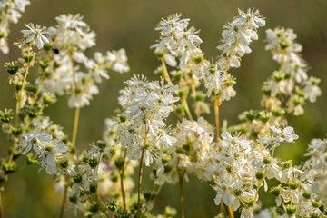 Meadowsweet, Filipendula ulmaria, flowering plants
