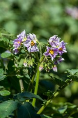 Close up of potato flowers