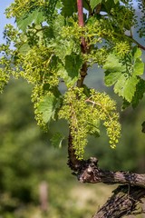 Close up in spring from grape plant with many fruits