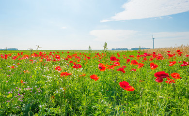 Poppies growing in a field in summer
