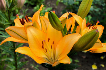 Yellow lily