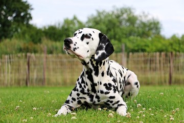 dalmatiner liegt im garten