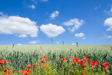 Corn poppy at a natural edge of a corn field
The edge of the field was not treated with...