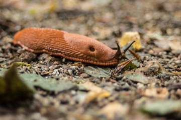 Fototapeta premium Kriechende Schnecke auf Fresstour im feuchten Wald