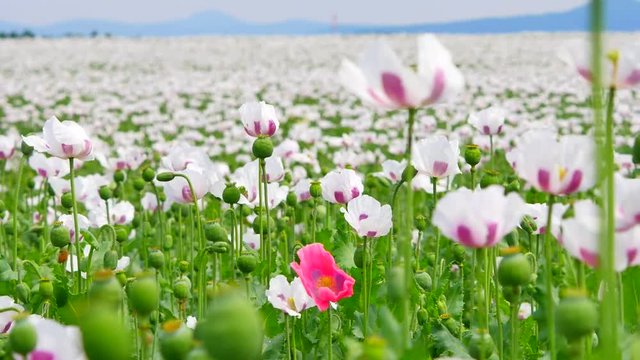 Poppies on sunny day. Alone red pink poppy flower hybrid between white poppies in large field. Beautiful poppy freshness. Bright white and red oriental hybrid poppy flower. 