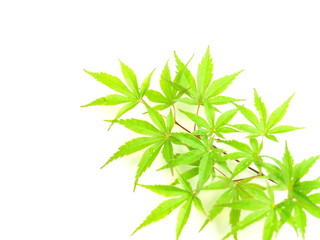 緑のカエデの葉、室内、白背景、新緑