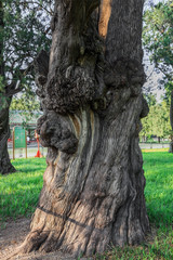 The Tree, the Temple of Heaven Park