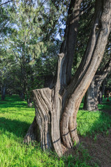 The Tree, the Temple of Heaven Park