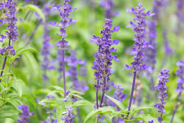 Close-up of Blue Salvia (Blue sage, salvia farina-Cea) flowers blooming in the garden, ornamental plants spring.