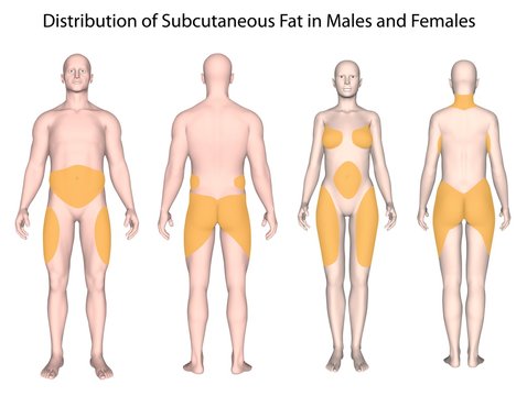 Subcutaneous fat distribution in men and women