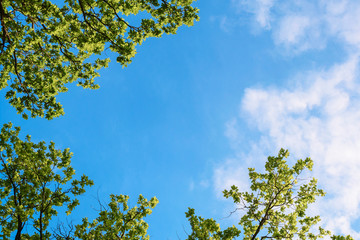 Fototapeta premium green leaves against blue sky