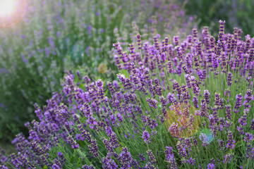 Lavender bushes in sunrise/sunset, close up