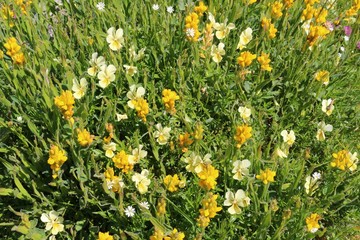 Yellow wildflower texture background
