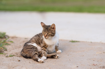 Young cat relaxing in the garden
