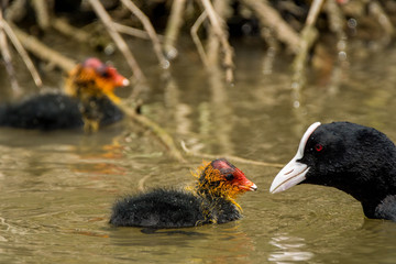 Natur, Tiere, Pflanzen, Wandern, Erlebnis, Alpen, Schwaben, Schwarzwald