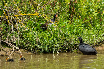 Natur, Tiere, Pflanzen, Wandern, Erlebnis, Alpen, Schwaben, Schwarzwald