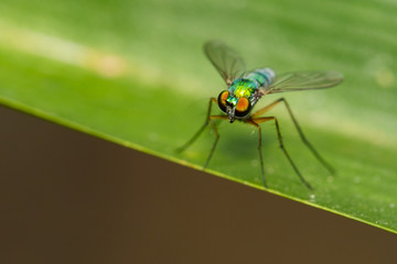 Image of green long-legged fly (Austrosciapus connexus) on green leaves. Insect Animal
