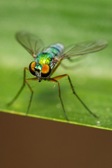 Image of green long-legged fly (Austrosciapus connexus) on green leaves. Insect Animal