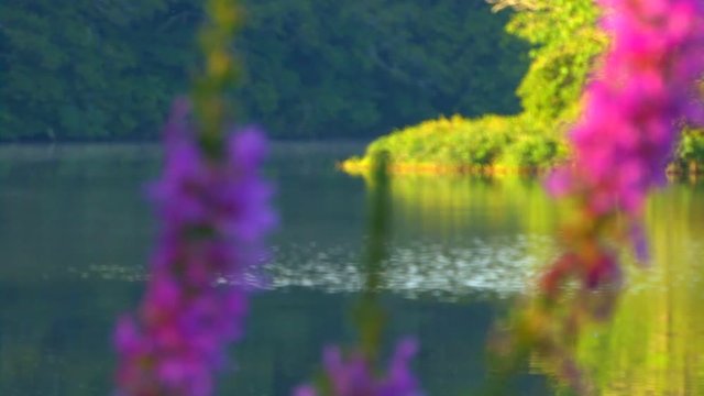 Distant mist on millpond with rack focus to foreground flowers with gentle breeze in early morning sunshine