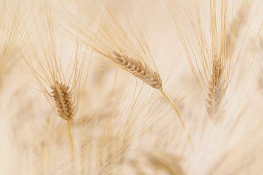 &Auml;hren im Getreidefeld in unscharfem Hintergrund 