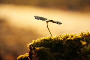 Planting Tree Sprout At Sunset