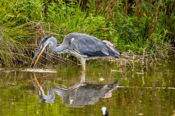 Natur, Tiere, Pflanzen, Wandern, Erlebnis, Alpen, Schwaben, Schwarzwald