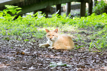 Red tabby cat lying outdoor looking at camera