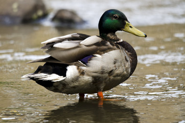 Duck in a River