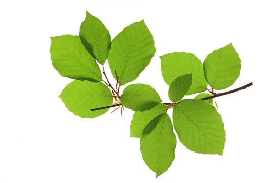 Rot-Buche (Fagus sylvatica) kleiner Zweig mit frischgrünen Blättern vor weißem Hintergrund