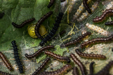 Natur, Tiere, Pflanzen, Wandern, Erlebnis, Alpen, Schwaben, Schwarzwald