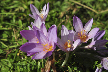 Blüten der Herbstzeitlose (Colchicum autumnale)