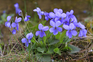 Hunds-Veilchen Blüten (Viola canina)