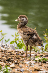 Natur, Tiere, Pflanzen, Wandern, Erlebnis, Alpen, Schwaben, Schwarzwald