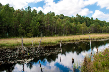 Fototapeta premium Brokovice