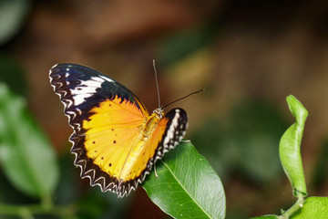 Image of a Plain Tiger Butterfly on green leaves. Insect Animal. (Danaus chrysippus chrysippus Linnaeus, 1758)