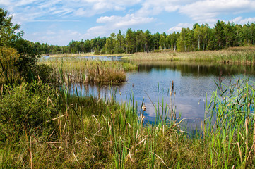 Brokovice