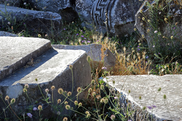 ancient ruins and wild plants