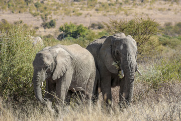 Naklejka na ściany i meble African bush elephant (Loxodonta africana)