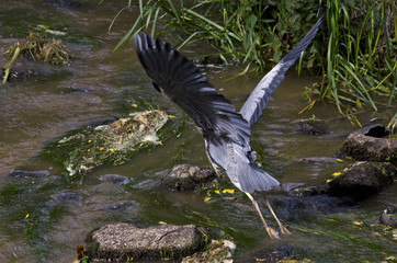 Heron Flying over River