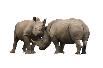 Photo sur Plexiglas Rhinocéros Deux combats de rhinocéros découpés et isolés sur fond blanc