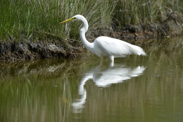 Grande Aigrette,. Ardea alba, Great Egret